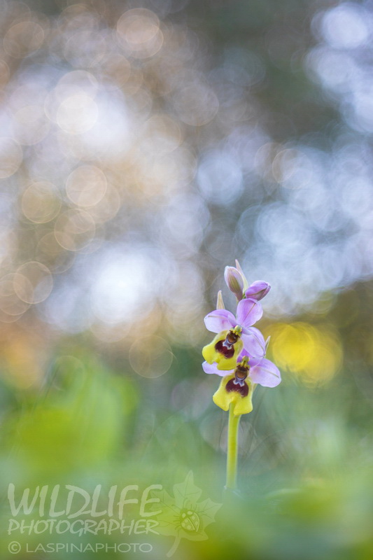 Ophrys tenthredinifera